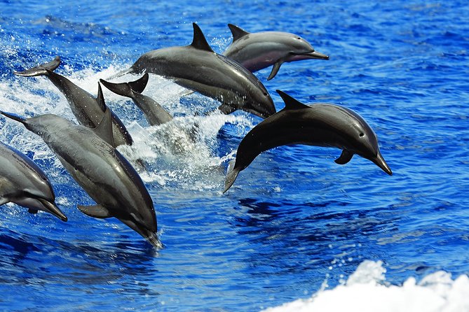 Kona Luxury Catamaran Yacht Snorkel & Sail - Wildlife viewing with a light touch