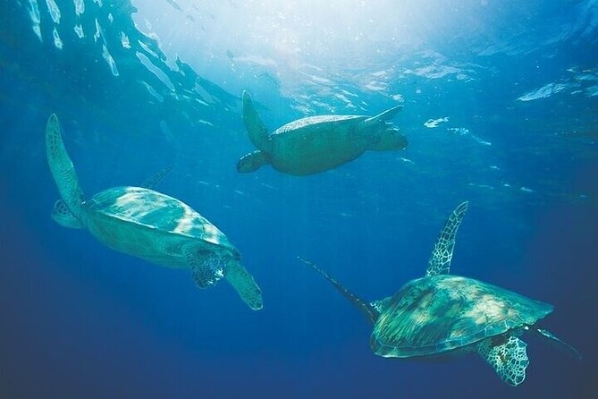 Kona Luxury Catamaran Yacht Snorkel & Sail - Sailing, cruising, and the limits of the route