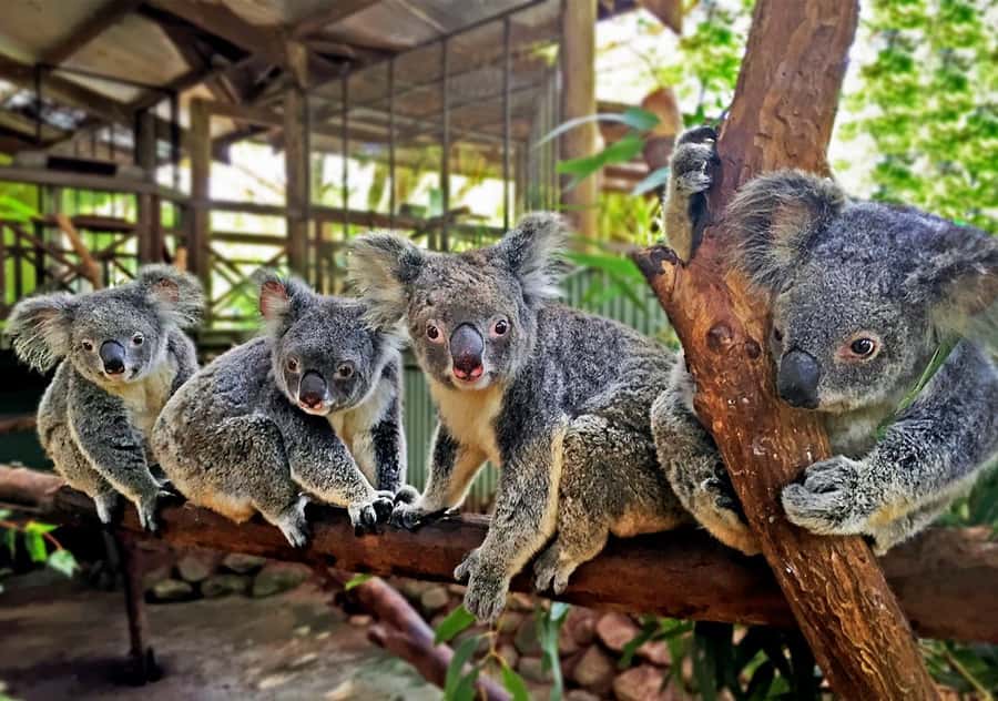 Kuranda Pamagirri Aboriginal Premium Full-Day Tour - Learning rainforest uses from a Pamagirri guide