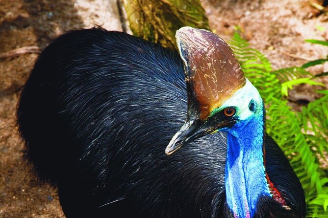 Kuranda Wildlife Experience Deluxe Multi Attraction Pass - Time, price, and what you really get