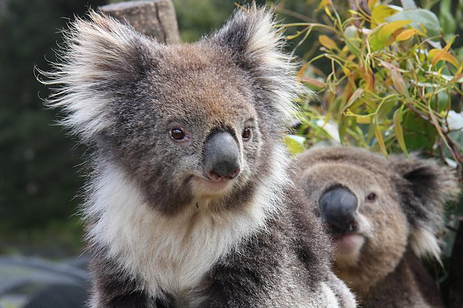 Kuranda Wildlife Experience Deluxe Multi Attraction Pass - Accessibility, weather, and cancellation details