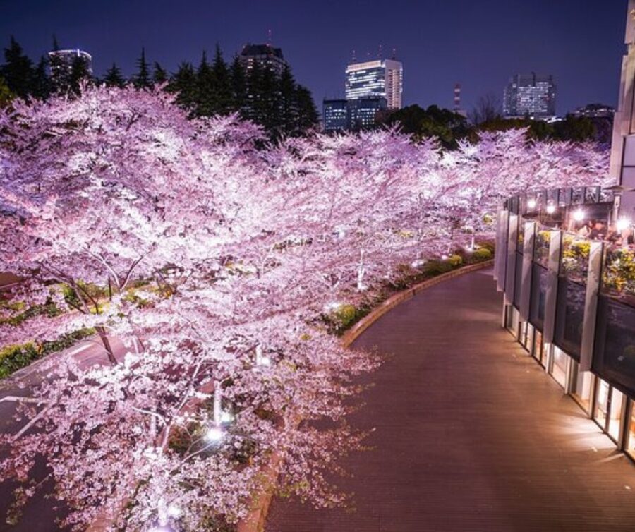 Kyoto: Private Highlights Tour with Guide and Luxury Vehicle - Who should book this Kyoto tour?