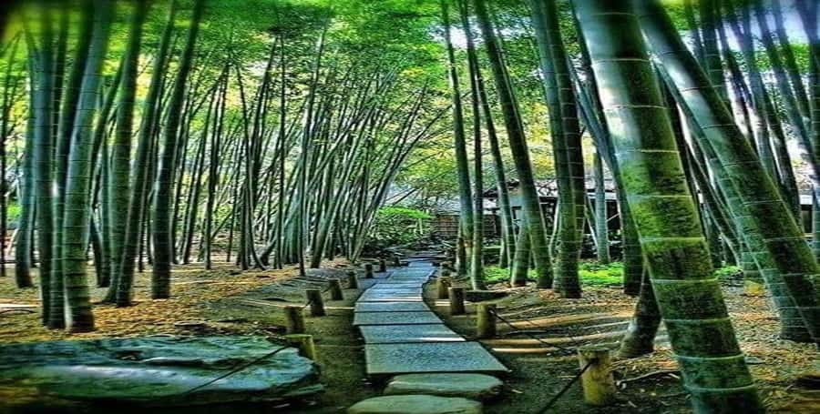 Kyoto:Private Tour/Luxury Vehicle with Guide & photographer - What the driver-guide adds