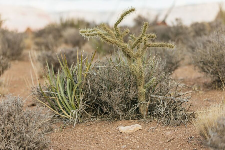 Las Vegas: Grand Canyon West Rim VIP Luxury Small Group Tour - Hualapai culture at the West Rim