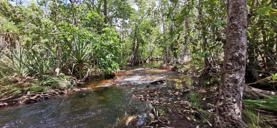 Litchfield & Berry Springs, Premium tour, 10 guests & lunch - The Cathedral and Magnetic Termite Mounds