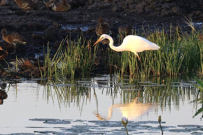 LookAbout Darwin Wetlands Wildlife Premium Tour Max 6 Guests - Key points at a glance