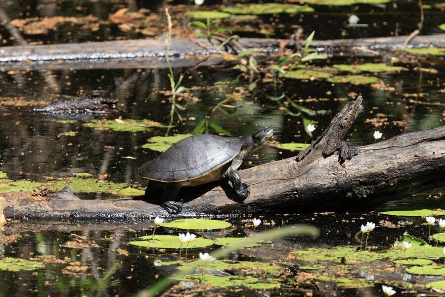 LookAbout Darwin Wetlands Wildlife Premium Tour Max 6 Guests - Booking details worth knowing