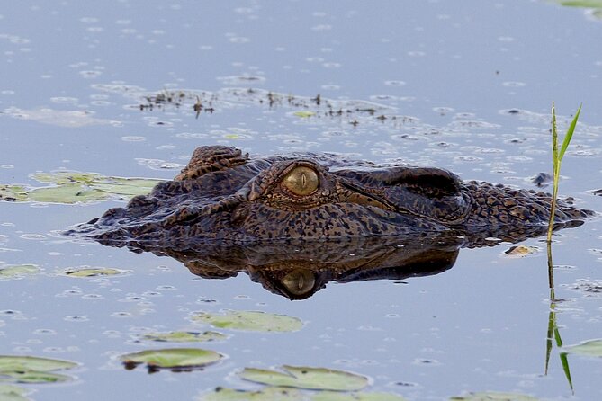 LookAbout Darwin Wetlands Wildlife Premium Tour Max 6 Guests - Timing, weather, and the reality of wildlife