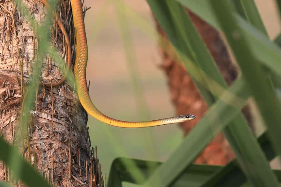 LookAbout Darwin Wetlands Wildlife Premium Tour Max 6 Guests - Who will enjoy this outing most?