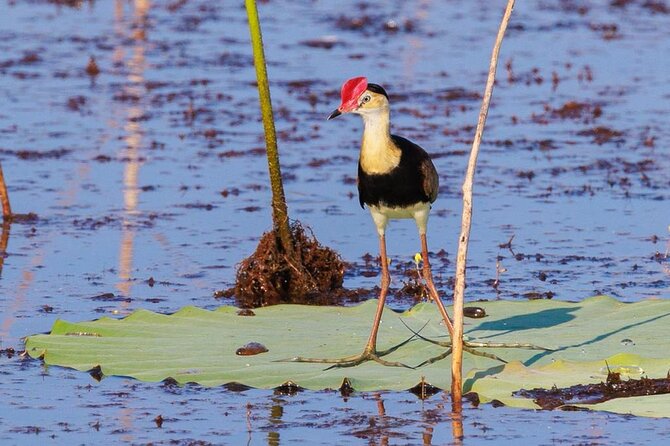 LookAbout Darwin Wetlands Wildlife Premium Tour Max 6 Guests - Geoff Barrett brings the Top End into focus