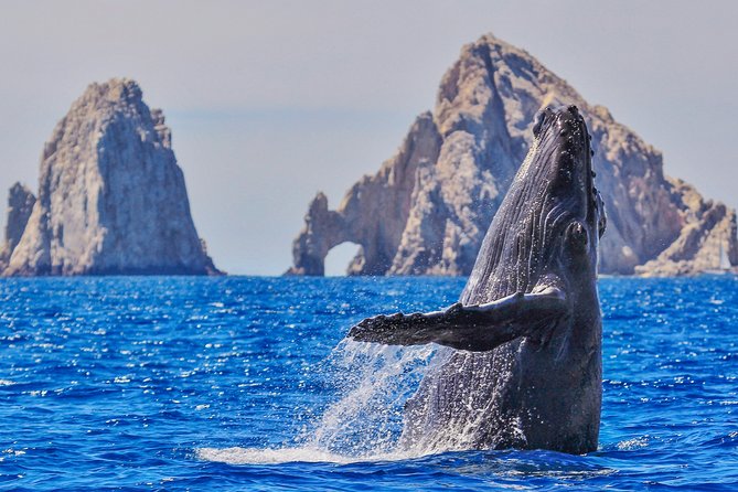 Luxury Catamaran Whale Watching Cabo San Lucas - Why this Cabo whale cruise feels different