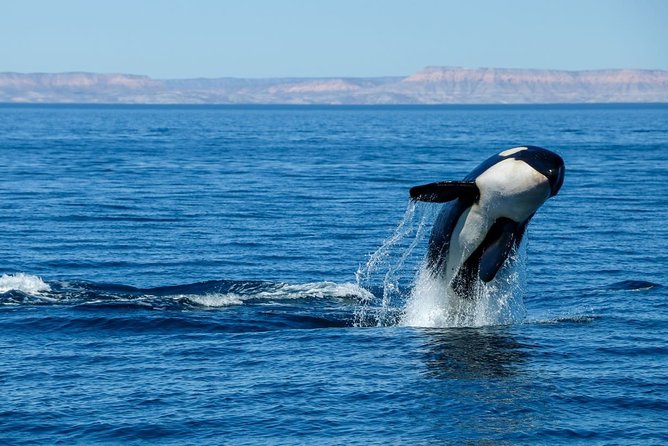 Luxury Catamaran Whale Watching Cabo San Lucas - Listen to humpbacks with the onboard hydrophone