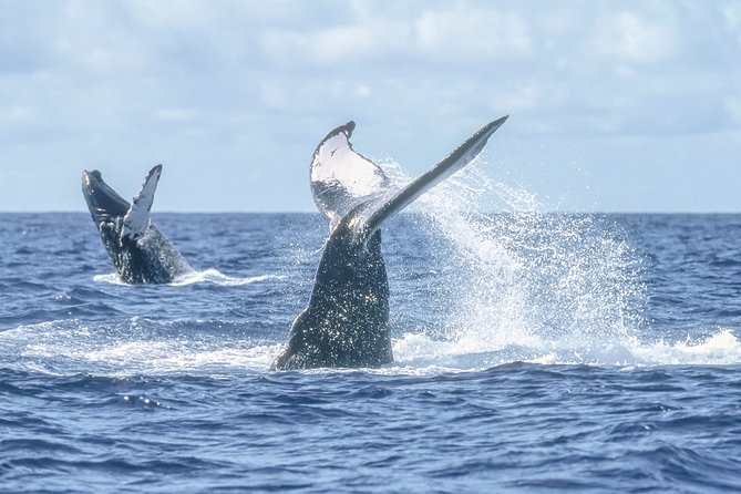 Luxury Catamaran Whale Watching Cabo San Lucas - Drinks, lunch trays, and the meaning of luxury