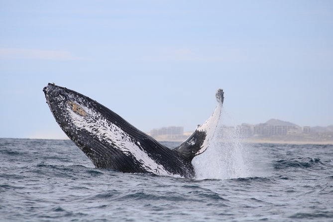 Luxury Catamaran Whale Watching Cabo San Lucas - Comfort on a double-decker catamaran