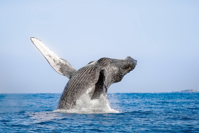 Luxury Catamaran Whale Watching Cabo San Lucas - How much value do you get for $129?