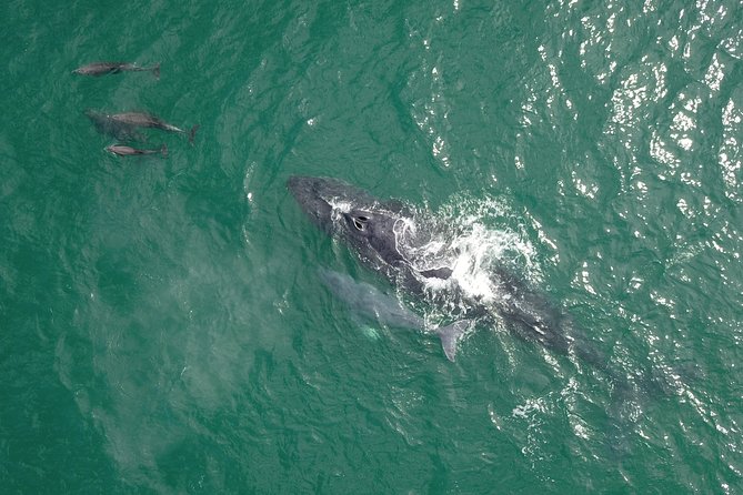 Luxury Catamaran Whale Watching Cabo San Lucas - Who should book this catamaran