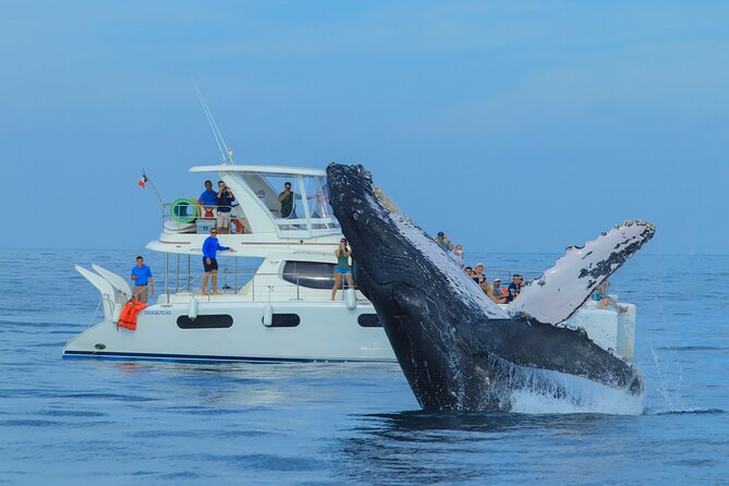 Luxury Catamaran Whale Watching Cabo San Lucas - Two hours in the Sea of Cortez