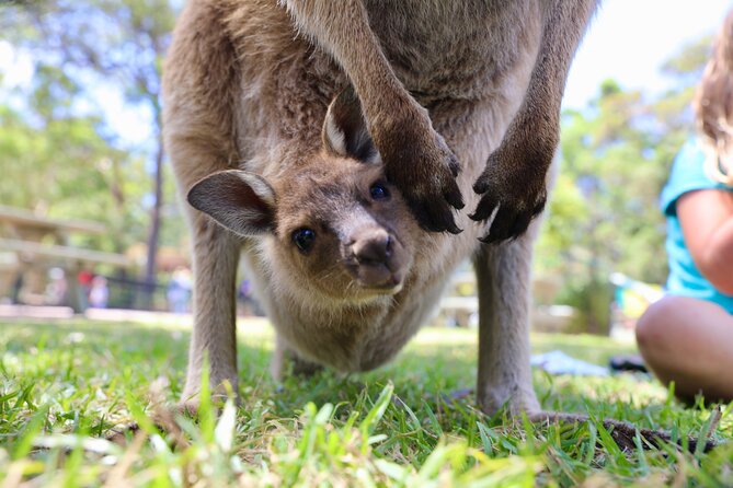 Luxury Hunter Valley Wildlife & Wine Tasting Tour from Sydney - The real price and what you receive