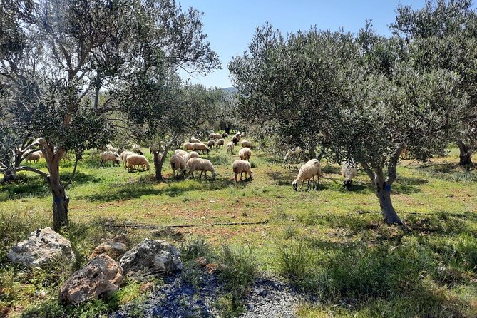 LUXURY Jeep Safari WRANGLER CRETE (also for CRUISE SHIPS) - Sfendili at Aposelemis Dam