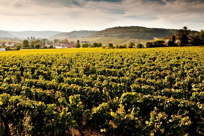 Luxury Luxury Wine Tour Experience - A 9:30 pickup from Beaune or Dijon