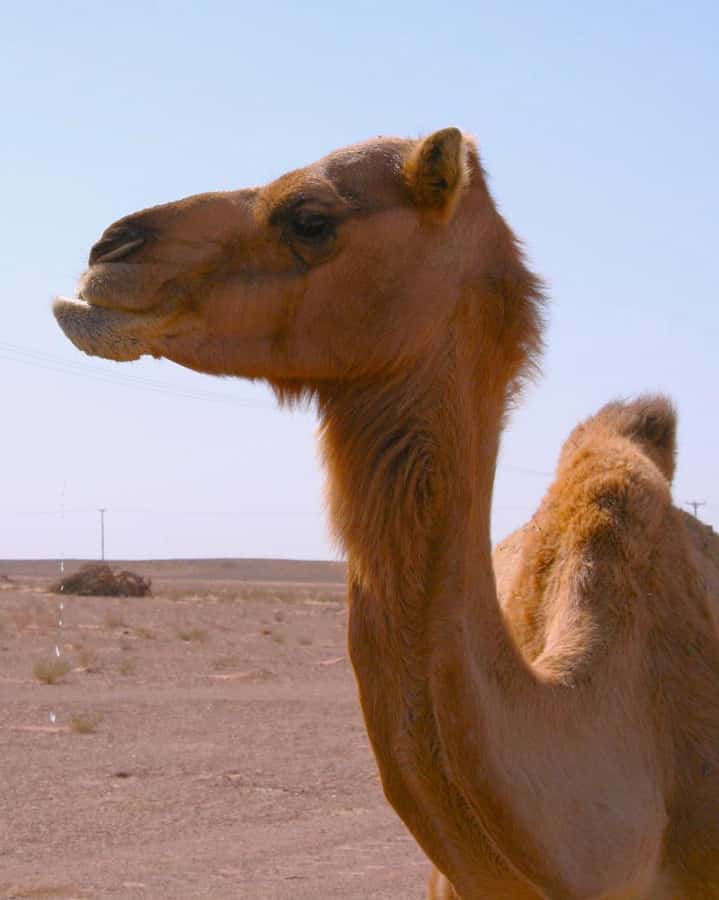 Luxury Overnight Desert Safari in Salalah - What the $245 price really covers