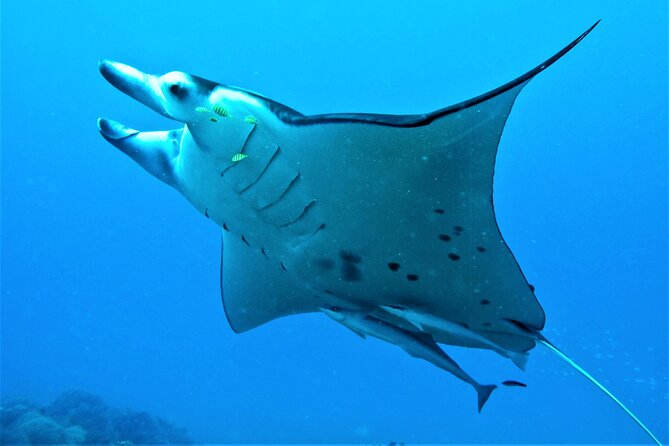Luxury Private full day tour & Motu lunch in Bora-Bora - Who should book this experience