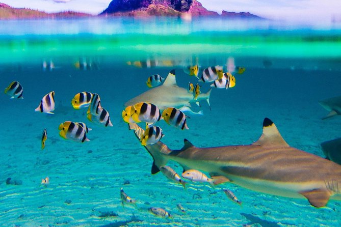 Luxury Private full day tour & Motu lunch in Bora-Bora - Timing, cancellation, and practical details