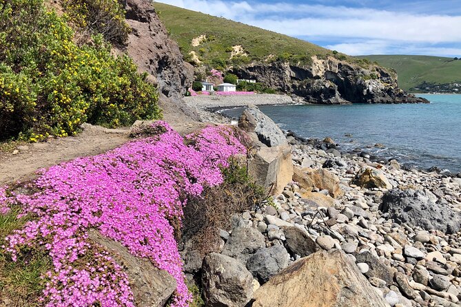 Luxury Private Guided Crater Rim Walk on Banks Peninsula - Walking the 8 km Godley Head loop