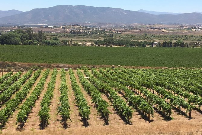Luxury Private Wine Tasting Tour to Guadalupe Valley from San Diego - Why this San Diego wine tour works well