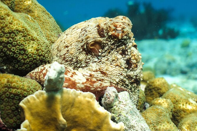 Luxury snorkel trip on a spacious wooden schooner and local lunch - Who should book Lady Bellais