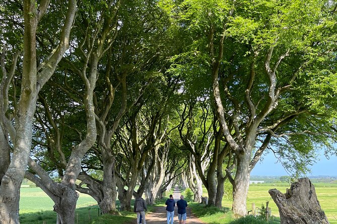 Luxury Tour of Giants Causeway from Belfast - Carrick-a-Rede tests your head for heights