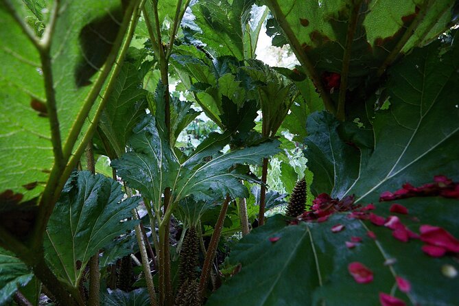 Magical and Exclusive Private Visit to the Fonte Baxa Garden, Luarca - Beltrán, Turca, and the personal tone of the visit