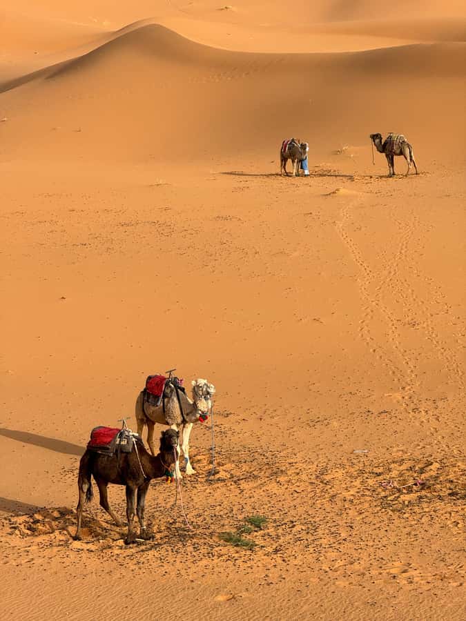 Majestic Desert: 3-Day Luxury Journey from Marrakech to Fes - Day three: Erfoud, the Ziz Valley, and Middle Atlas forests