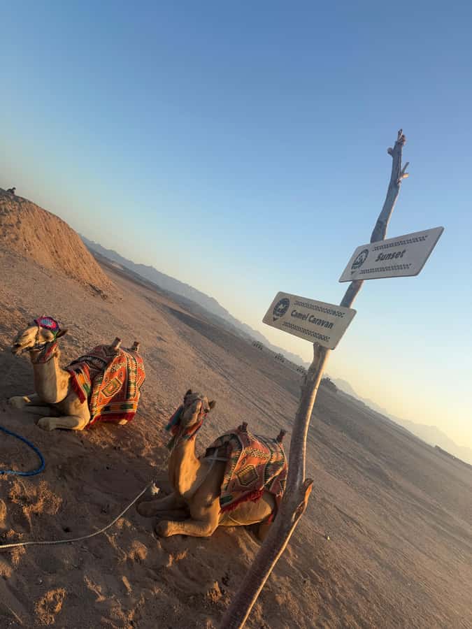 Makadi Bay: BADU Luxury Bedouin Dinner Experience & Stargaze - Sunset, dunes, and the camel ride