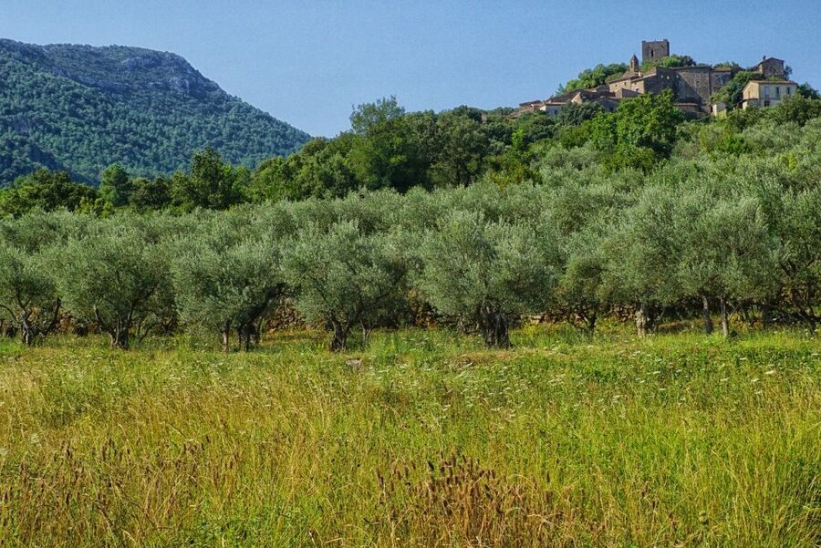 Mallorca: Premium Wine Experience, Tasting and Fine Foods - Key points at a glance