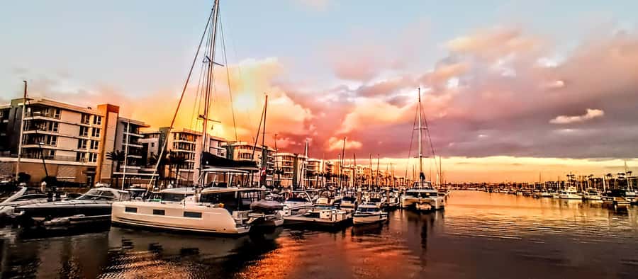 Marina Del Rey Luxury Boat Cruise Wine, Charcuterie Sealions - Watching sea lions and harbor wildlife