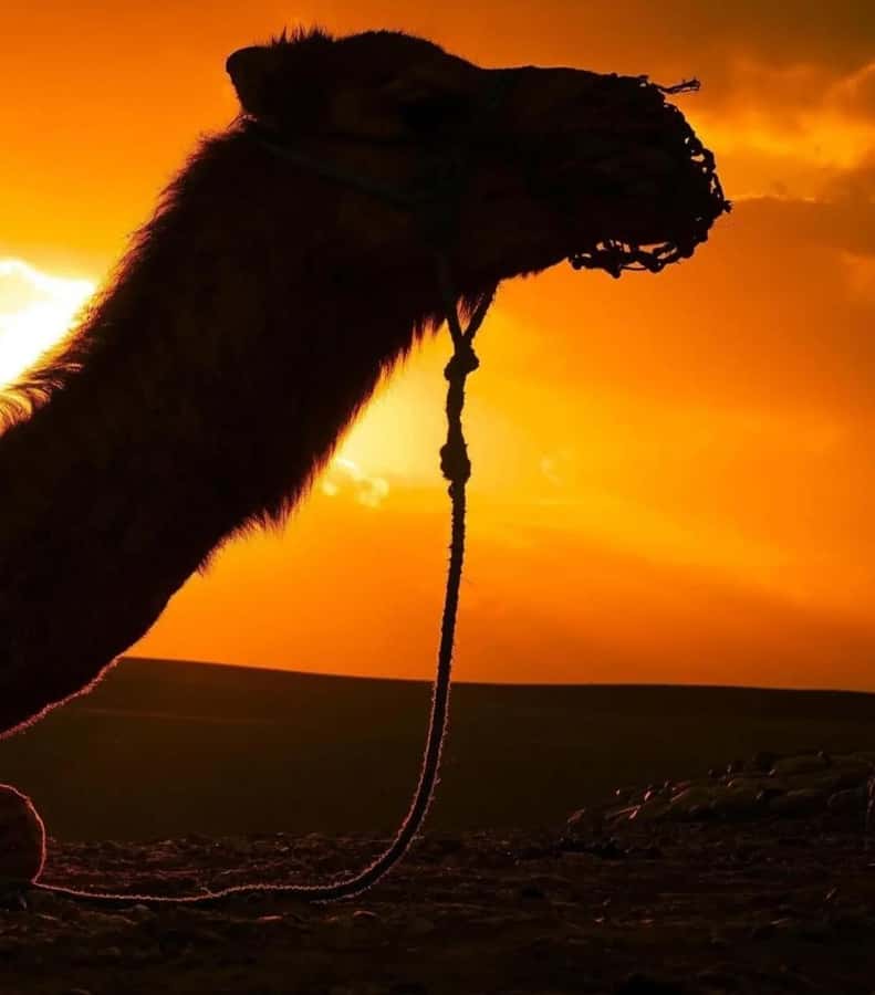 Marrakech : Agafay Desert Sunset Camel Ride & Luxury Dinner - What the $27 price really includes
