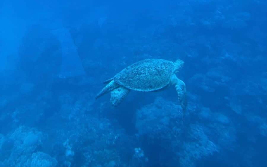 Marsa Alam: Elite vip Turtle bay snorkeling with BBQ Lunch - Marsa Mubarak and the search for turtles