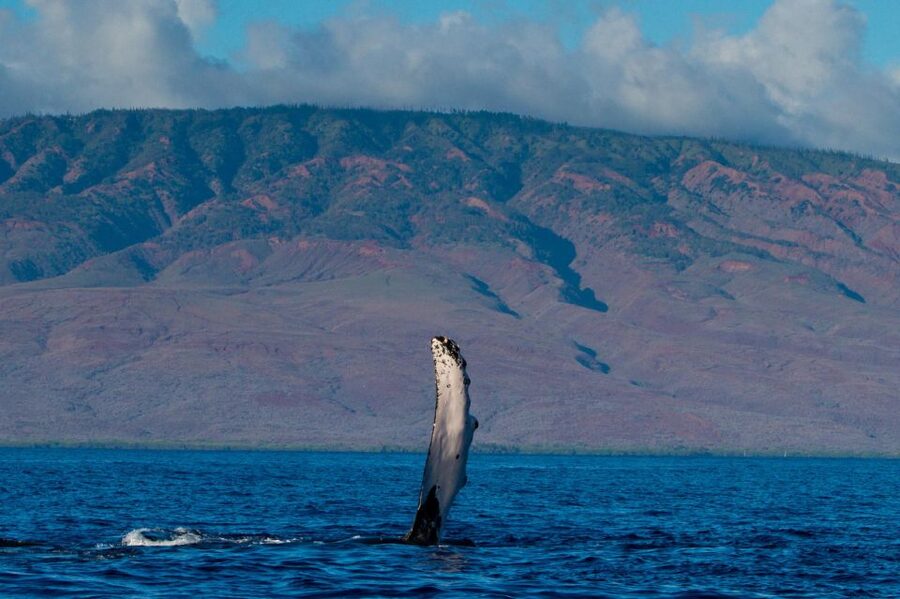 Maui: Deluxe Whale Watch Sail & Lunch from Ma<code>alaea Harbor – Key points at a glance’ /></p>
<ul>
<li><strong>Hear whale songs underwater:</strong> Hydrophones let you listen for humpback calls while watching the surface.</li>
<li><strong>Look for mothers and calves:</strong> The trip focuses on natural behavior, including surfacing, tail slaps, competition, and play.</li>
<li><strong>Lunch is served onboard:</strong> Island fruit, sliders, salads, hummus, bruschetta, brownies, and drinks make this more than a bare-bones boat ride.</li>
<li><strong>Kids get their own program:</strong> The Jr. Naturalist Program turns the cruise into a hands-on family outing.</li>
<li><strong>Your whale sighting is protected:</strong> If no whales appear, you can take another whale watch of equal or lesser value within one year.</li>
<li><strong>The money supports conservation:</strong> Pacific Whale Foundation uses tour profits for ocean research, education, and advocacy.</li>
</ul>
<h2>Setting out from Maalaea Harbor</h2>
<p><img width="853" height="640" decoding="async" src=