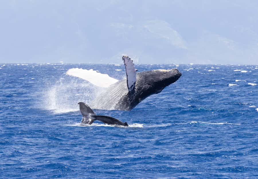 Maui: Ka'anapali Whale Watching Cruise on Luxury Sailboat - Boarding a Catamaran Straight From Ka’anapali Beach