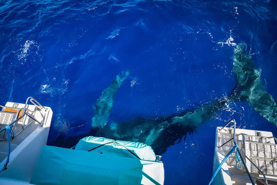 Maui: Ka'anapali Whale Watching Cruise on Luxury Sailboat - Finding Humpbacks Near Ka’anapali