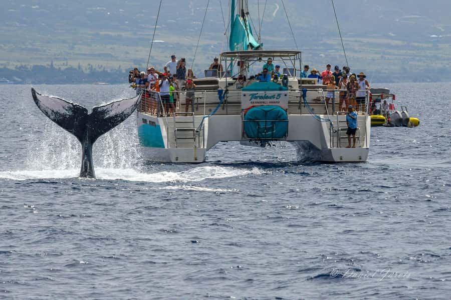 Maui: Ka'anapali Whale Watching Cruise on Luxury Sailboat - Hearing Whale Calls Through the Hydrophone