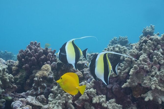 Maui: Molokini and Turtles Luxury Yacht Snorkel - Lunch, warm showers, and the open bar