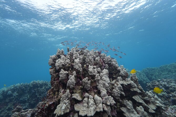 Maui: Molokini and Turtles Luxury Yacht Snorkel - What makes the yacht different from a basic snorkel boat