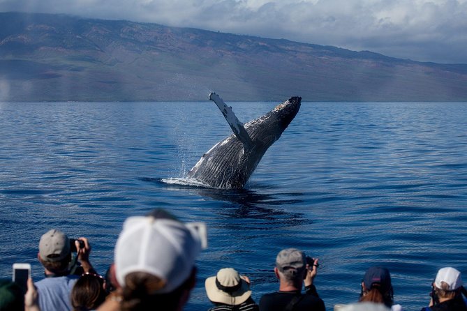 Maui Premium Sunset Dinner Cruise & Whale Watch - Key points to know before booking
