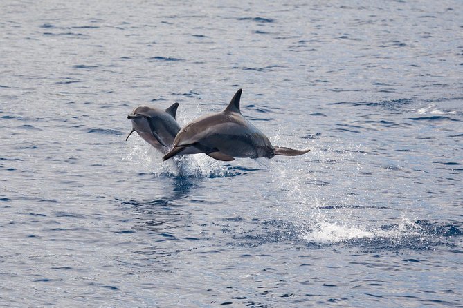 Maui Premium Sunset Dinner Cruise & Whale Watch - How the timing and price work