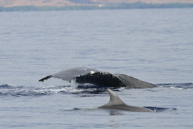 Maui Premium Sunset Dinner Cruise & Whale Watch - Should you book the Maui Premium Sunset Dinner Cruise?