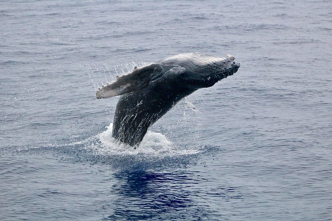 Maui Premium Sunset Dinner Cruise & Whale Watch - Passing McGregor Point Lighthouse