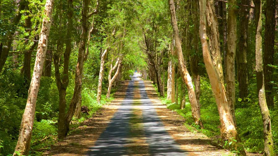 Mauritius: Exclusive South West Tour - What the private guide adds