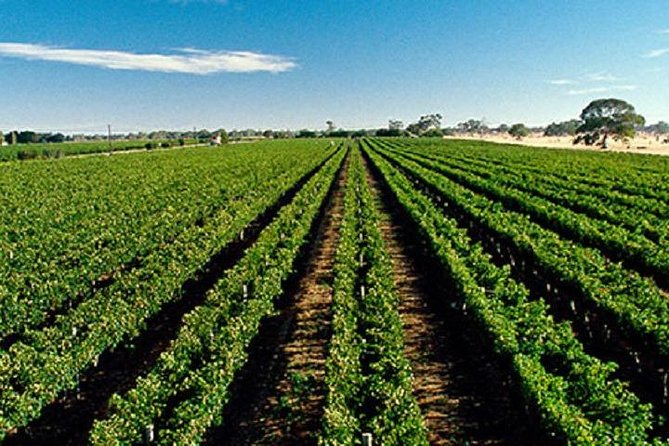 McLaren Vale Private Luxury Wine Tour - Full Day - Timing, pickup, and practical details